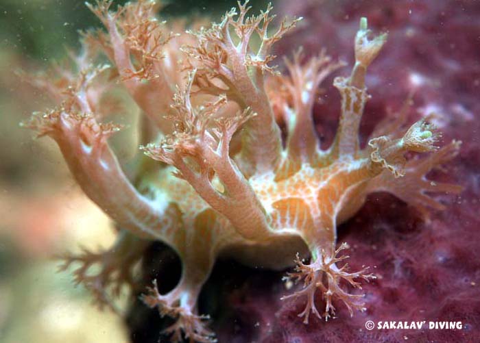 opisthobranchs and flat worms of Nosy Be Madagascar